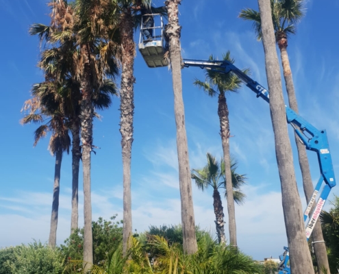 Tratamientos para palmeras en Cádiz
