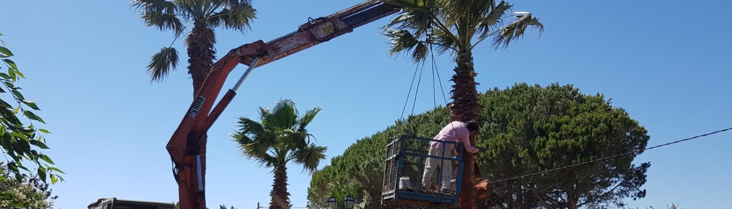 Tratamientos para palmeras con picudo rojo en Cádiz